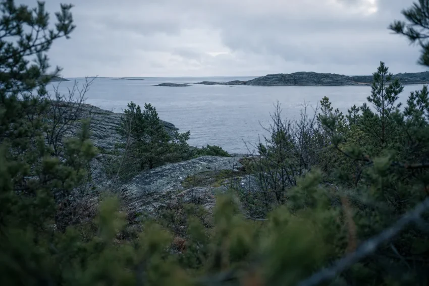 Utsikt från ett dolt läge bland låg tall och en på ett skär ut mot öppet vatten i grå gryning
